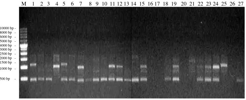 Gambar 4. Elektroforegram amplifikasi 27 DNA aren dengan primer OPH 12       Ket : M = marker ladder 1 kb, Konawe Selatan (1-4), Kendari (5-19),        dan Konawe (20-27) 