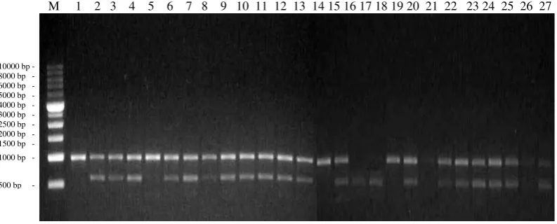 Gambar 7. Elektroforegram amplifikasi 27 DNA aren dengan primer OPN 03       Ket : M = marker ladder 1 kb, Konawe Selatan (1-4), Kendari (5-19),        dan Konawe (20-27) 