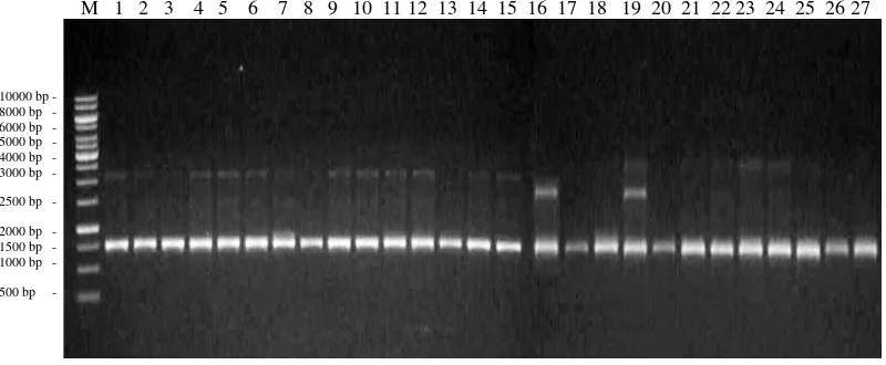 Gambar 10. Elektroforegram amplifikasi 27 DNA aren dengan primer OPD 13       Ket : M = marker ladder 1 kb, Konawe Selatan (1-4), Kendari (5-19),        dan Konawe (20-27)  