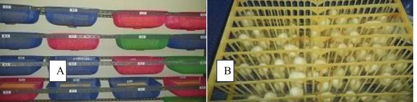 Gambar 1.   Rak-rak plastik sebagai tempat ulat sutera untuk membentuk kokon (A) dan kokon yang telah  terbentuk pada rak-rak plastik (B)