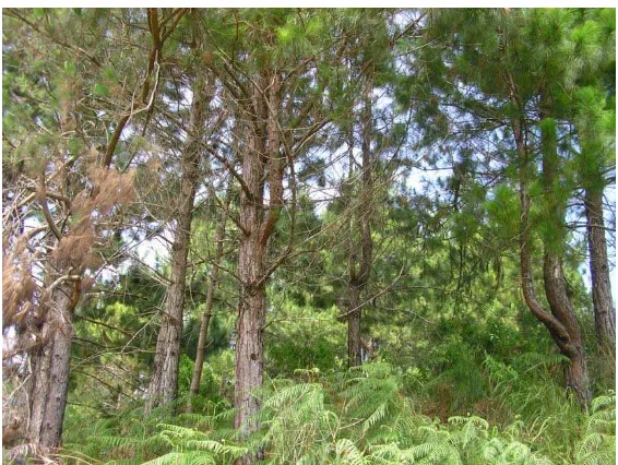 Gambar 3. Hutan rakyat pinus di Dusun Marubun Pane 