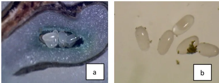 Gambar 4.7 Larva H. hampei (perbesaran mikroskop 2,5x) (Sumber:  koleksi sendiri) 