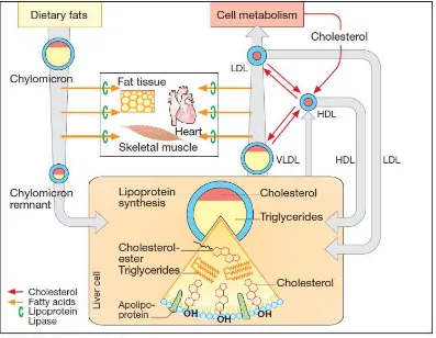 Gambar 7. Metabolisme Lipoprotein 