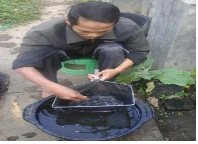 Gambar 5.5 Pemilihan benih Ikan 