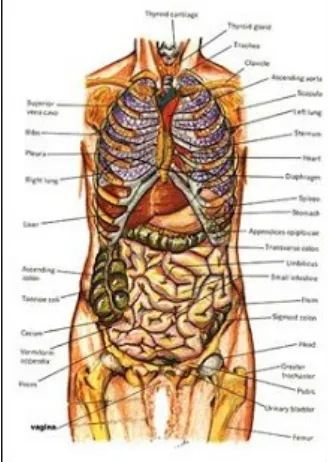 Gambar 1: Struktur anatomi tubuh manusia