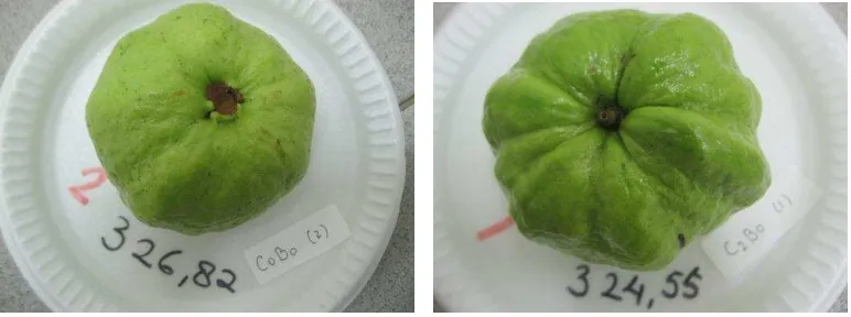 Gambar 3. Hasil SEM (scanning electron microscope) permukaan buah jambu biji                             ‘Crystal’ kontrol (kiri) dan kitosan 2,5% (kanan) 