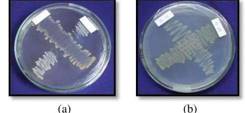 Tabel 4 Hasil uji antagonistik antar isolat bakteri 