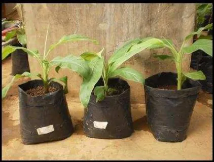 Gambar 3.  Bibit tanaman pisang Muli hasil pembelahan bonggol yang telah berumur tiga bulan