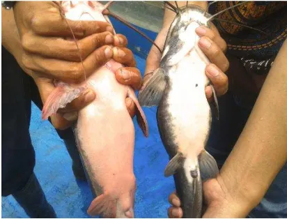 Tabel 4.13. Ciri Fisik Induk Ikan Lele Matang Gonad 