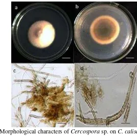 Figure 5.2 Morphological characters of  Cercospora sp. on C. calisaya. a,b 10 days 
