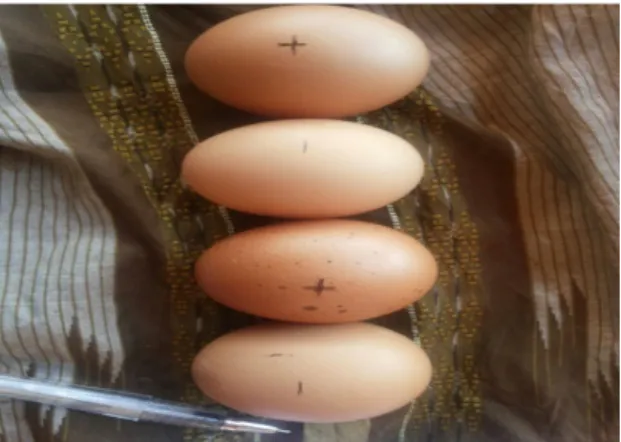 Gambar 4. Warna kerabang telur  yang diberi (+) dan tanpa  diberi ramuan herbal (-).
