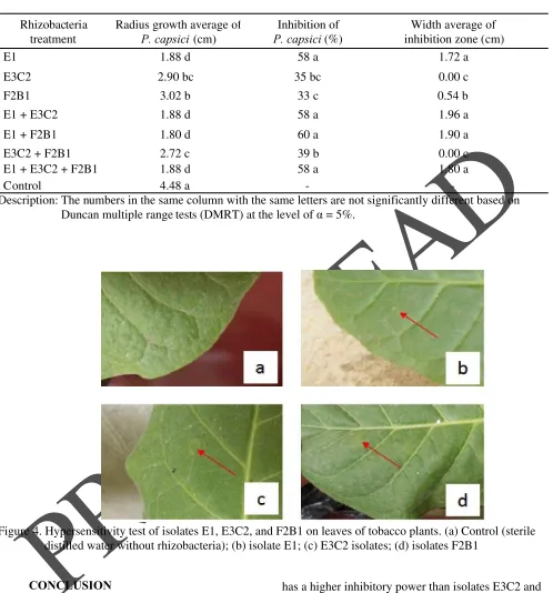 Figure 4. Hypersensitivity test of isolates E1, E3C2, and F2B1 on leaves of tobacco plants