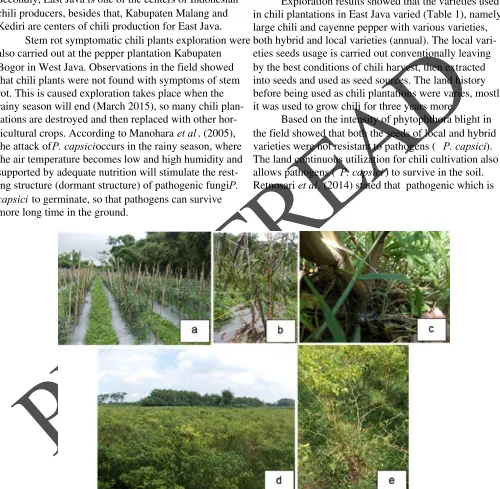 Figure 1.Cultivation of chili in East Java. (a) large chili plants; (b) large chili plants attacked by phytophthorafungus; (c) mycelia found at the base of the stem plant; (d) cayenne pepper planting; (e) cayenne plantwhich is attacked by phytophthora fungus