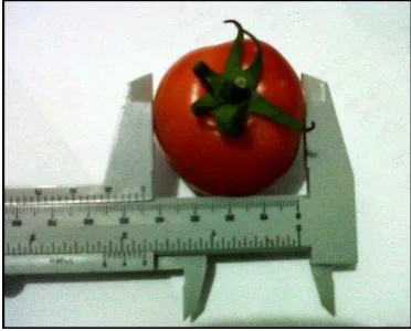 Gambar 11. Pengukuran diameter buah tomat 