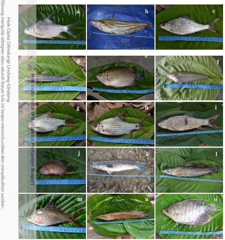 Gambar 8. Beberapa spesies ikan konsumsi di Hutan Harapan 