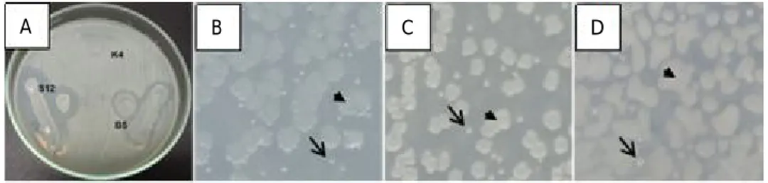 Figure 7. Antagonistic activity test of AQS bacteria to V. parahaemolyticus on SWC media (A) and (B-D) growth of colonies of AQS bacteria (B5, K4, and S12) (short arrow) and V