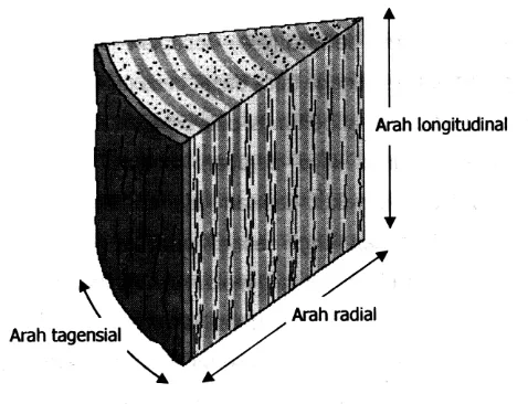 Gambar 2.4 Arah longitudinal, tangensial, dan radial pada kayu 