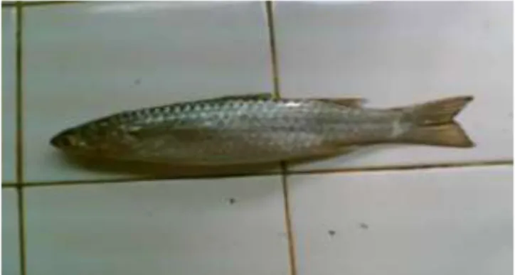 Gambar 2. Ikan belanak (M. cephalus) 