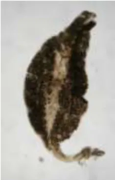 Gambar 6. Metamycrocotyla sp. 