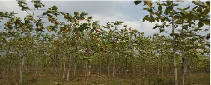 Gambar 1.  Hutan tanaman jabon di Desa Negara Ratu II Kecamatan Natar, Kabupaten Lampung Selatan (Foto: Safitri, 2015).