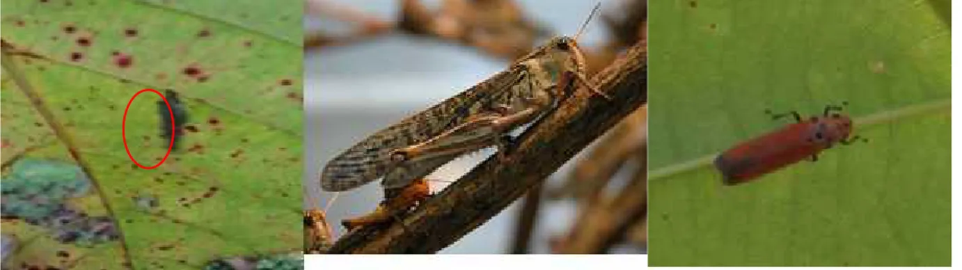 Gambar 4.  Ulat kantong (Mahasena corbetti); belalang kembara (Locusta migratoria);  dan wereng daun (Bothrogonia sp.) (berturut-turut dari kiri ke kanan) (Foto: Safitri, 2015) Menurut Nair dan Sumardi (2000) Mahasena corbetti (Lepidoptera: Psychidae) adal
