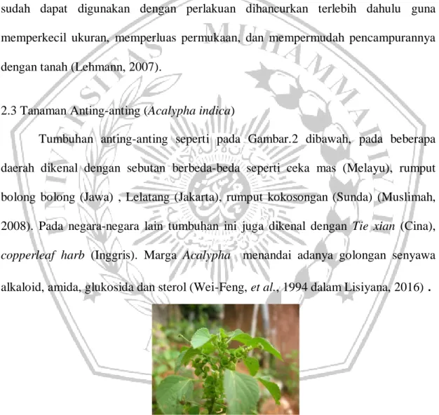 Gambar 2 Tanaman anting-anting (Acalypha indica). 