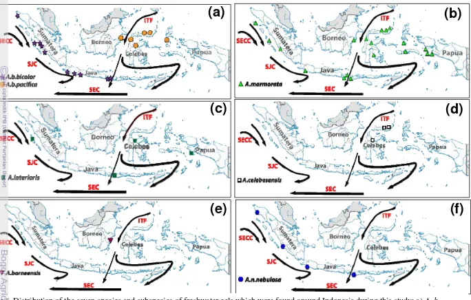 Fig 5. Distribution of the seven species and subspecies of freshwater eels which were found around Indonesia during this study: a) A