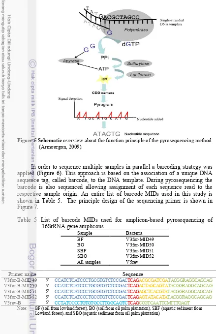 Figure 5 Schematic  overview about the function principle of the pyrosequencing method  