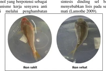 Gambar 2. Benih ikan mas yang mengalami penyembuhan  Selain terlihat kerusakan di permukaan 