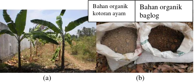 Gambar 1. Bahan penelitian yang digunakan: (a) bibit pisang (b) bahan organik 