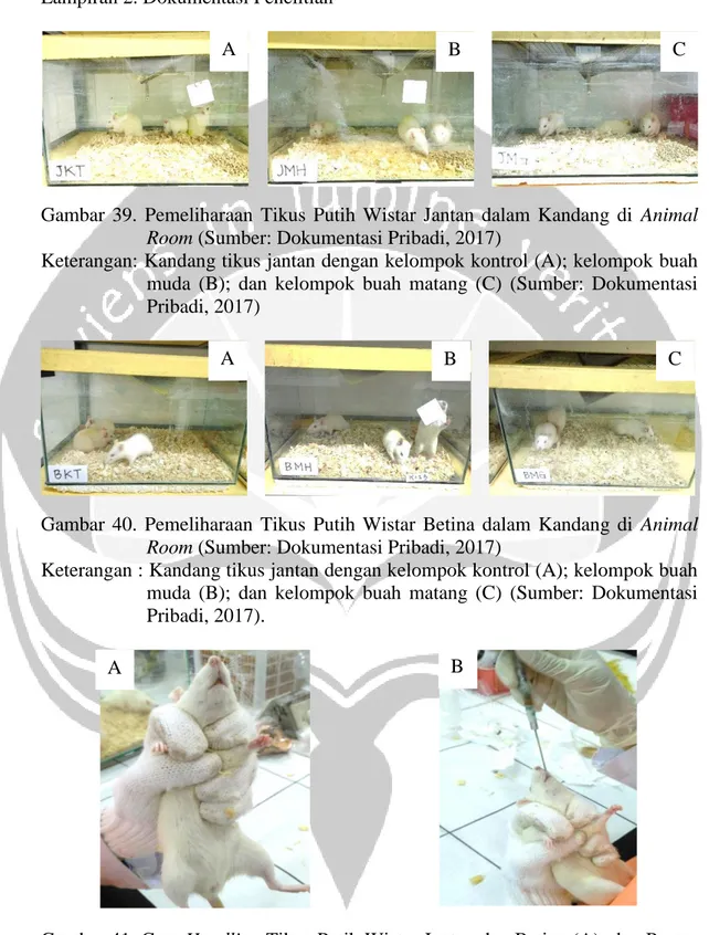 Gambar  39.  Pemeliharaan  Tikus  Putih  Wistar  Jantan  dalam  Kandang  di  Animal  Room (Sumber: Dokumentasi Pribadi, 2017) 