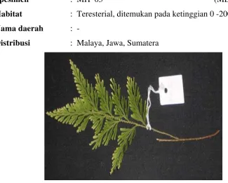 Gambar 5. Selaginella wildenowii 