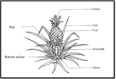 Gambar 1.  Morfologi tanaman nanas (Samson, 1986). 