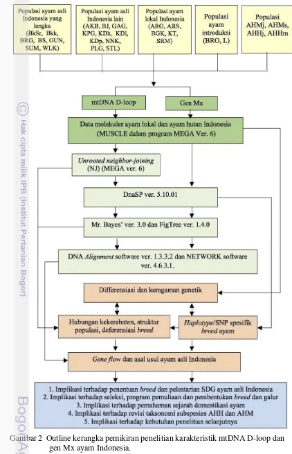 Gambar 2  Outline kerangka pemikiran penelitian karakteristik mtDNA D-loop dan 