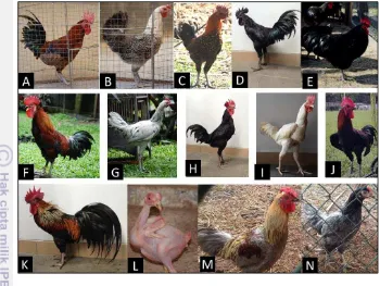 Gambar 4 Ayam hias yang digunakan dalam penelitian ini. A. BgK silver. B. BgK 