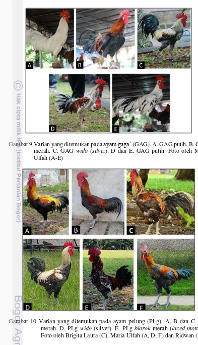 Gambar 9 Varian yang ditemukan pada ayam gaga’ (GAG). A. GAG putih. B. GAG 