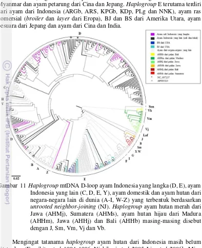Gambar  11   Haplogroup mtDNA D-loop ayam Indonesia yang langka (D, E), ayam 
