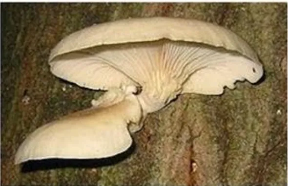 Gambar 2.1 Tubuh buah jamur tiram putih (Pleurotus ostreatus)6 