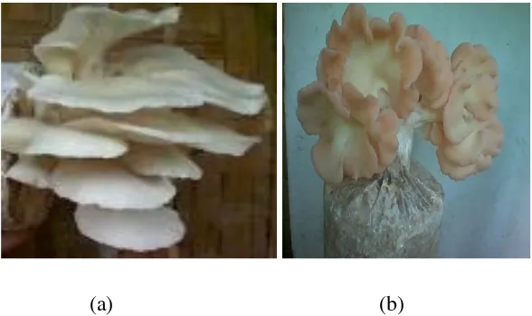 Gambar 2.2 a). Jamur Tiram Putih (Pleurotus ostreatus)                 b). Jamur Tiram Merah (Pleurotus flabellatus)8 
