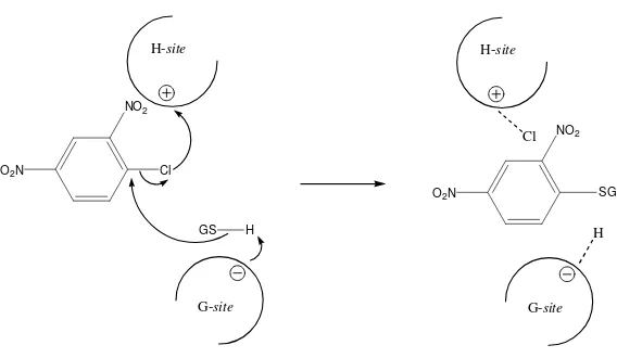 Gambar 2 Mekanisme aksi GST (Clark dkk., 1991).  