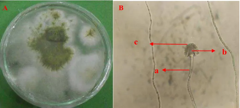 Gambar 3. Aspergillus candidus koloni berumur 14  hari pada media PDA (A) dan bentuk                     mikroskopik (B), konidiofor (a), vesikel (b), konidia (c)