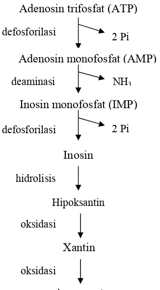 Gambar 3 Degradasi nukleotida pada saat fase rigormortis ikan (Botta 1994) 