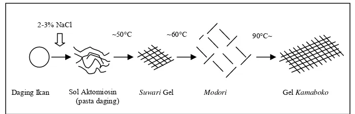 Gambar 6  Proses pembentukan gel kamaboko (Suzuki 1981) 