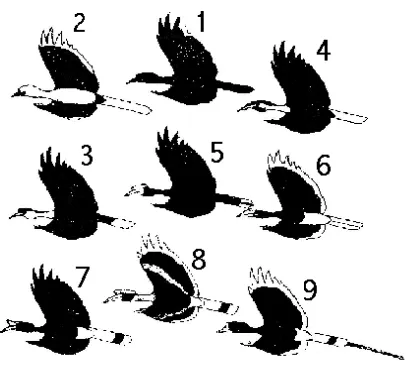 Gambar 1 Rangkong jantan sewaktu terbang (MacKinnon et al. 2010)