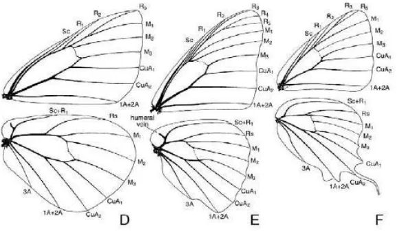 Gambar 2.5 (d) Pieridae, (e) Nymphalidae, dan (f) Lycaenidae 