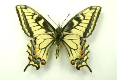 Gambar 2.9 Papilionidae44