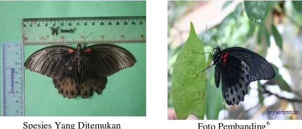 Gambar 4.10 Papilio memnon agenor 