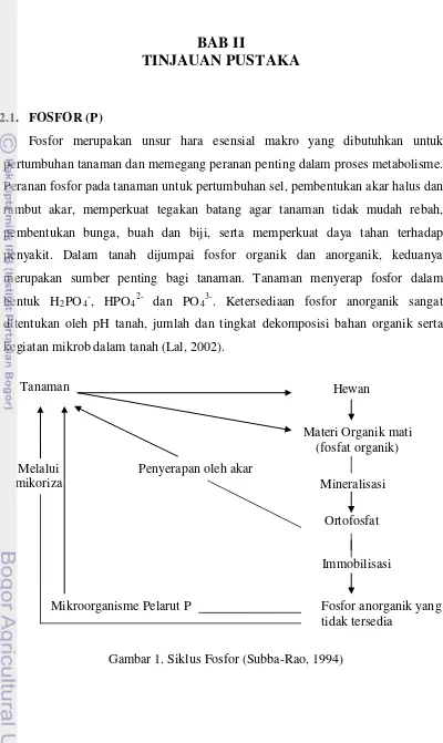 Gambar 1. Siklus Fosfor (Subba-Rao, 1994) 