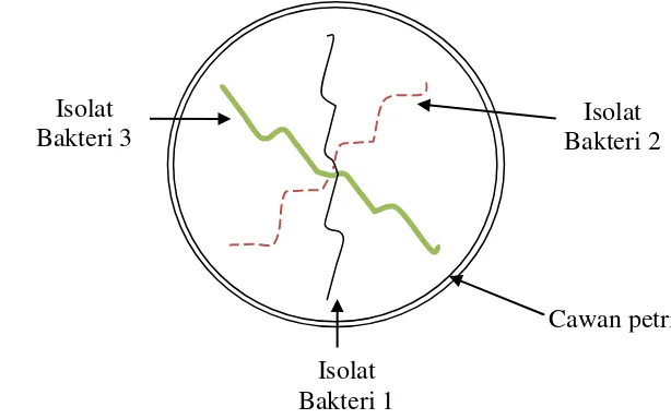 Gambar 6. Metode Uji Antagonis 3 isolat bakteri 