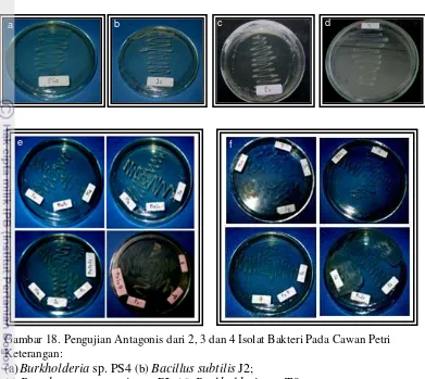 Gambar 18. Pengujian Antagonis dari 2, 3 dan 4 Isolat Bakteri Pada Cawan Petri   Keterangan: 